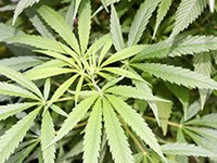 cannabis-bush-Bild von Oleg Petrjakov auf Pixabay.jpg