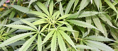 Cannabisbusch© Oleg Petrjakov auf Pixabay
