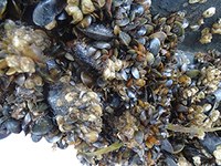 Biofouling-Sportboote-BSH.jpg
