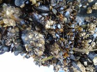 Biofouling-an-Sportboot © BSH