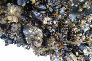 Biofouling-an-Sportboot © BSH