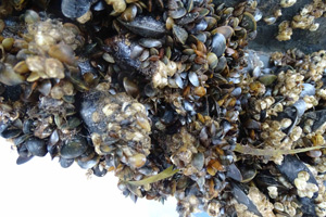 Biofouling-an-Sportboot © BSH