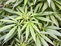 cannabis-bush-Bild von Oleg Petrjakov auf Pixabay.jpg
