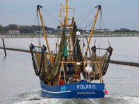 Fischerei Kraengungsversuch