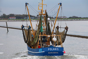 Fischerei Kraengungsversuch