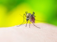 Malaria Infoveranstaltung © Fotolia.com/nechaevkon