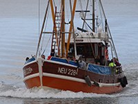 Krabbenkutter Gorch Fock.jpg