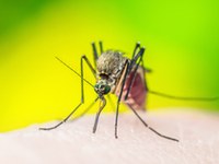 Malaria Infoveranstaltung 175x400 © Fotolia.com/nechaevkon