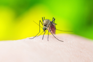 Malaria Infoveranstaltung © Fotolia.com/nechaevkon