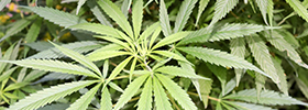 Cannabis on board